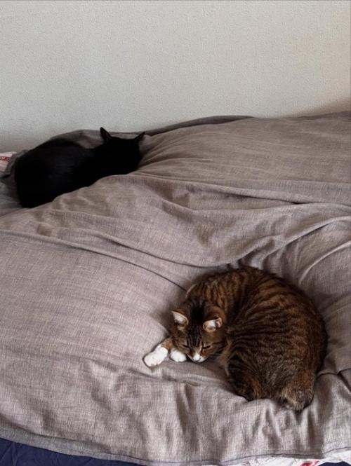 布団の上に乗る猫
