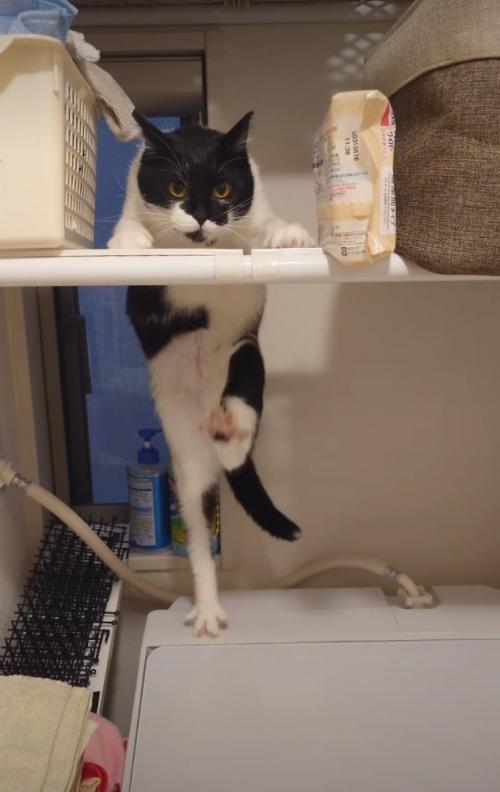 後ろ足を上げる猫