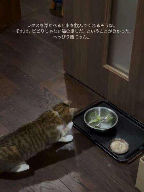 前足をなめる猫