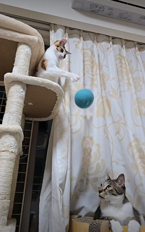ボールをスカす猫