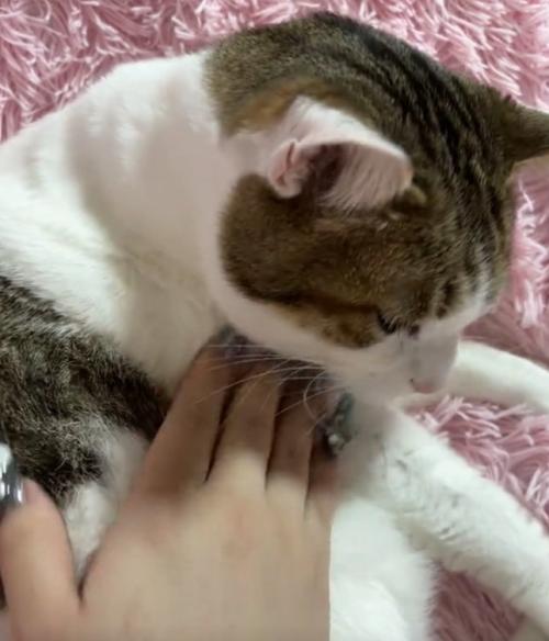 撫でてもらう猫