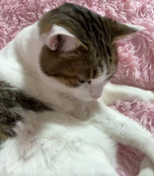 腕を見つめる猫