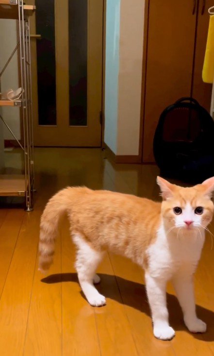 立ち尽くす猫