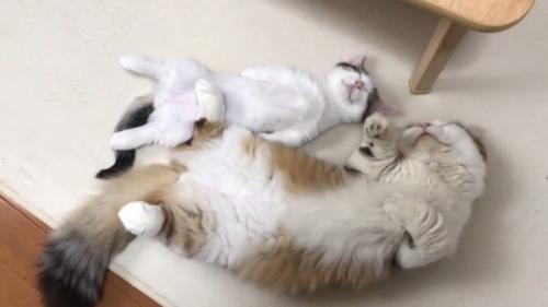 横から