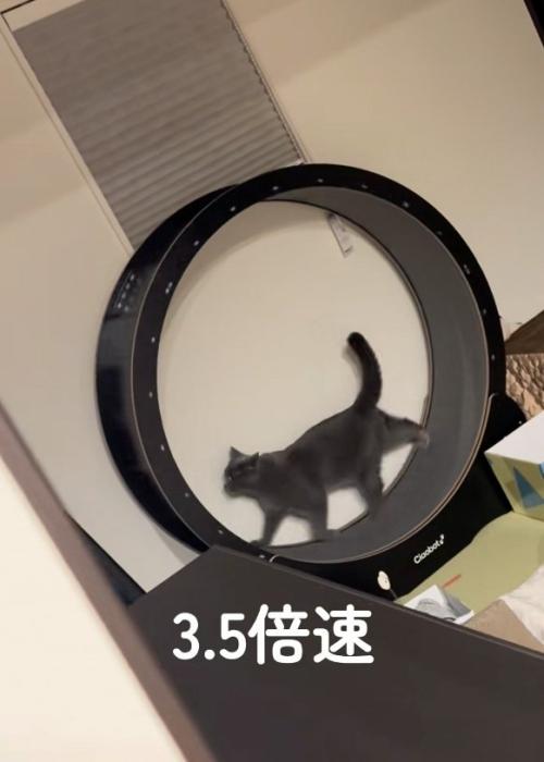 楽しそうな猫