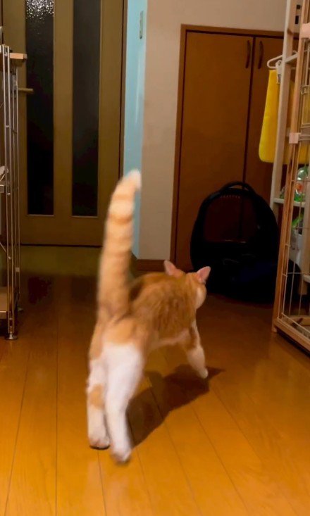 逃げる猫