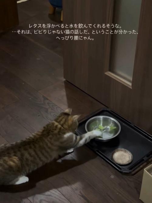 前足を伸ばす猫の後ろ姿