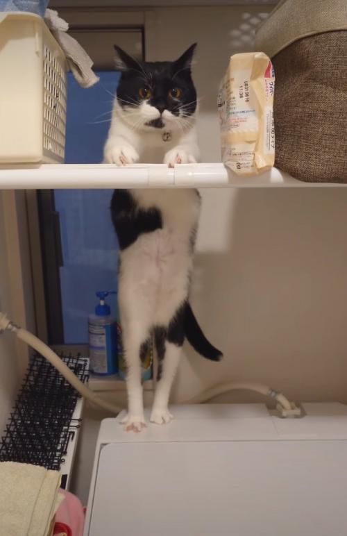見つめる猫