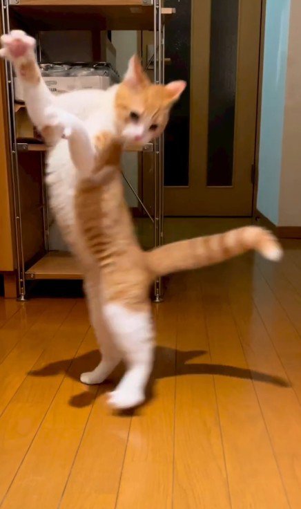 驚く猫