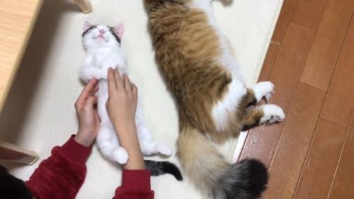 前足をセット中