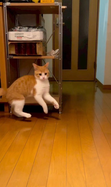 やんのかステップをする猫