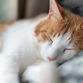 猫の『寝相が変化した』ときに考えられる理由3つ 放置しても大丈夫?注意すべきケースも解説