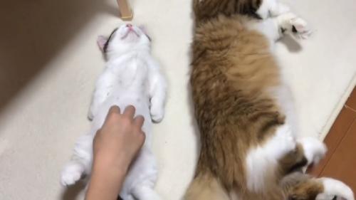 お腹にタッチ