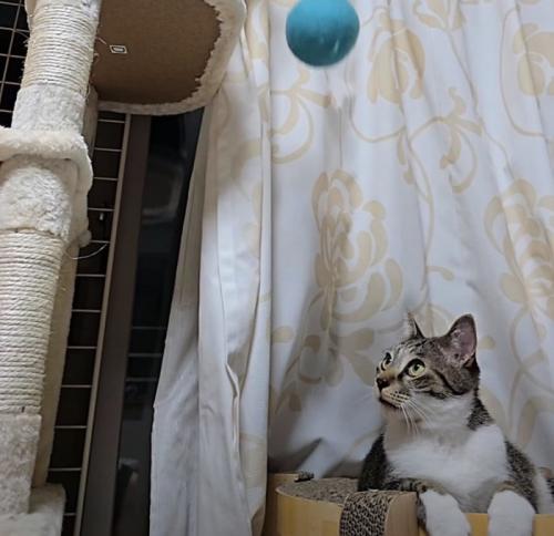 落ちていくボール