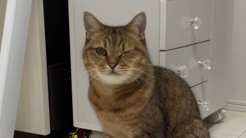 片目を細める猫