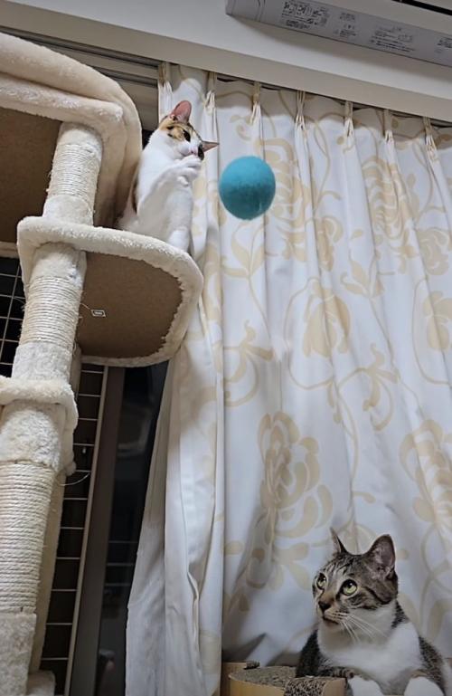 猫パンチの準備