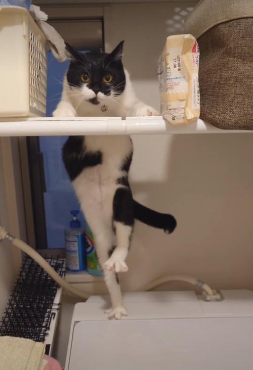 足を上げる猫2
