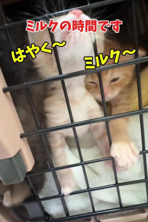 キャリーの中にいる子猫たち