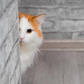 猫があなたを『覗き見』しているときの理由4選 物陰から覗く心理や見られているときの対処法まで