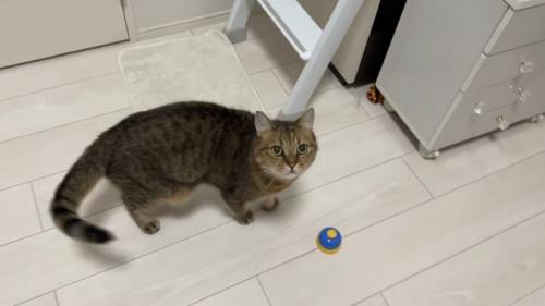 ベルの近くで見上げる猫