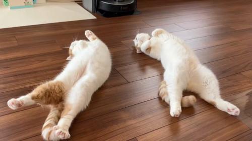 仰向けになる2匹の猫