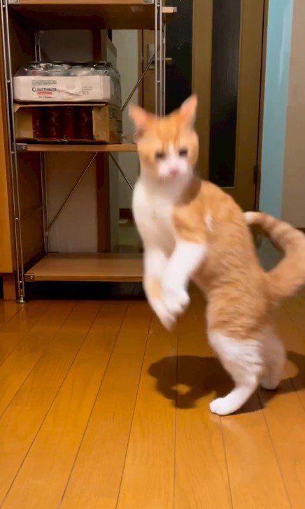 驚く猫
