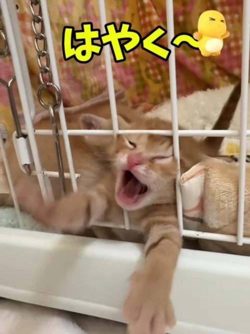 前足を伸ばして大きな口を開けて鳴く子猫