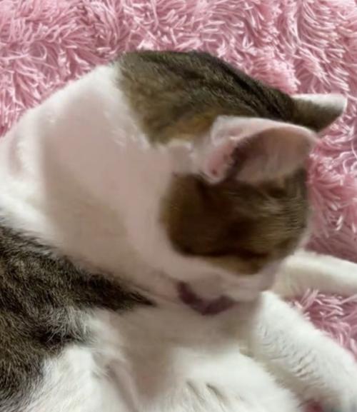 毛づくろいする猫