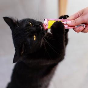 猫を『甘やかし続ける』と起こるリスク5つ 健康に与える悪影響から適切な接し方まで