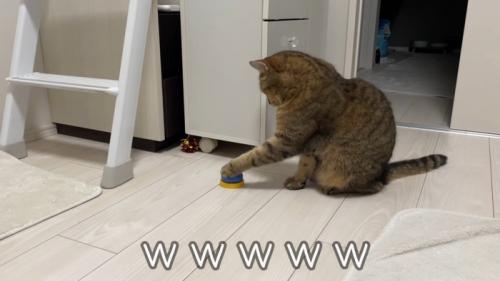 左手をベルに乗せている猫の横姿