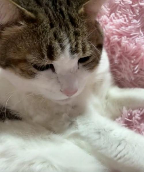 悲しむ猫