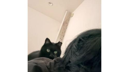 猫と女性
