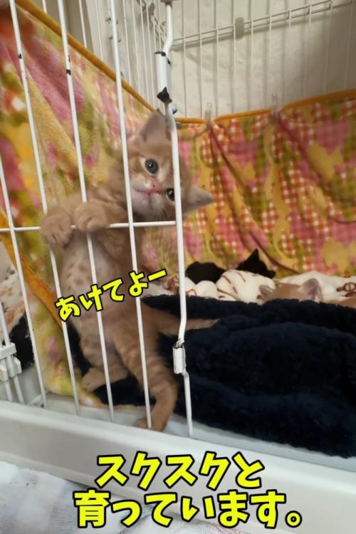 ケージの中で立つ子猫