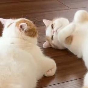 仲良くくつろぐ兄妹猫→1匹が『仰向け』になった『次の瞬間』…まさかの光景に1万9000いいね「ひたすらに尊い」「仲良しさんで最高」