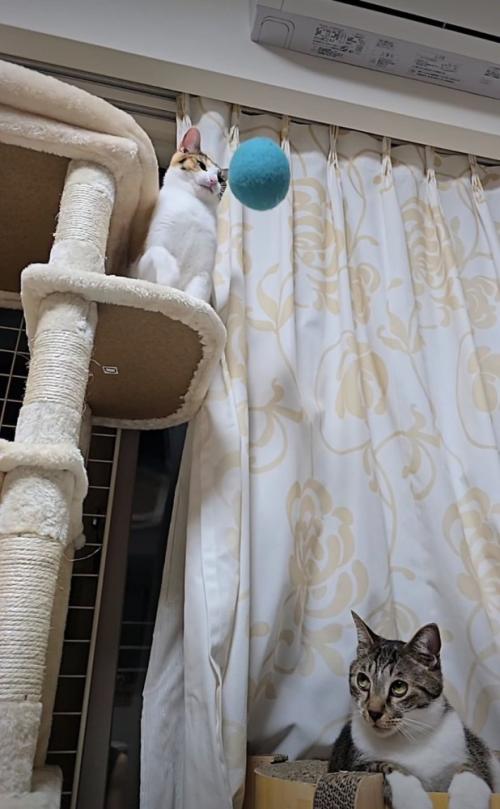 ボールが頭に当たる猫