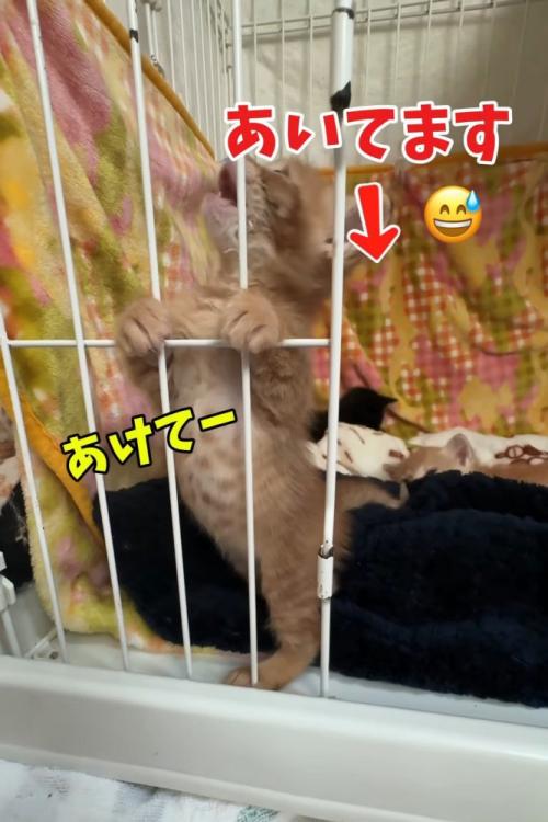 ケージの中で鳴く子猫