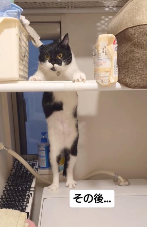 見つめる猫