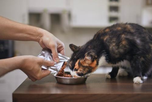 ウェットフードを食べる猫