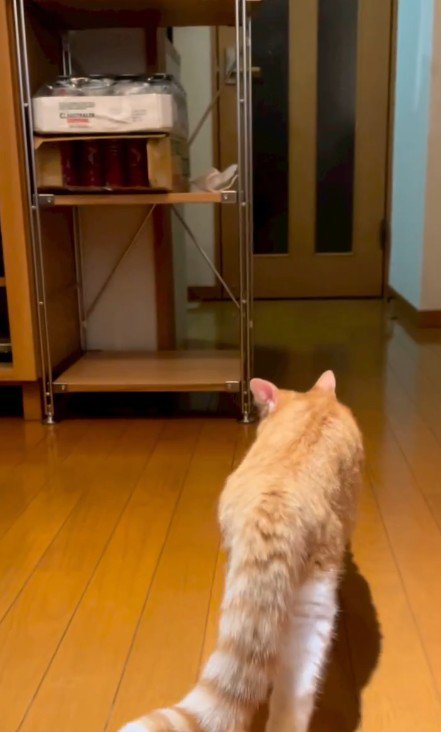 家の中を歩く猫