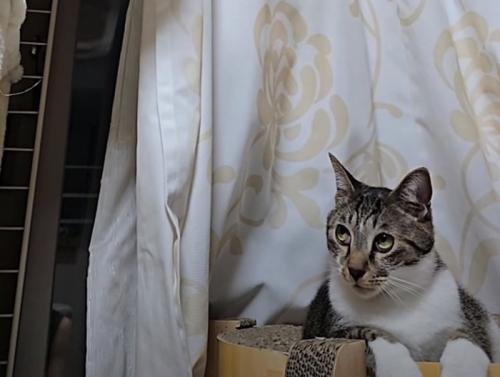 驚いた表情の猫