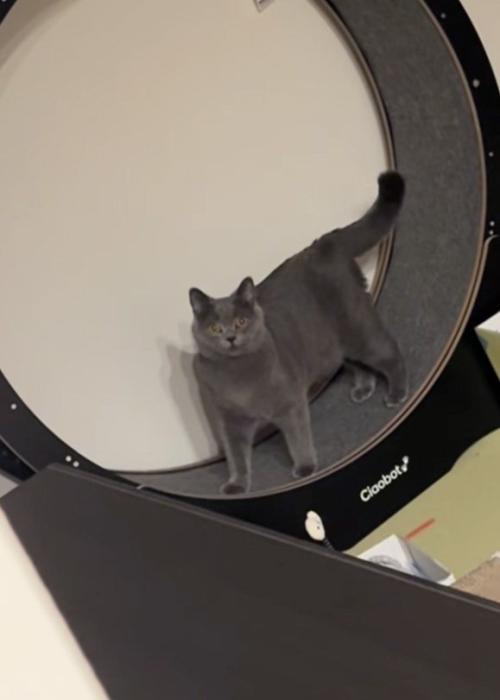 固まる猫