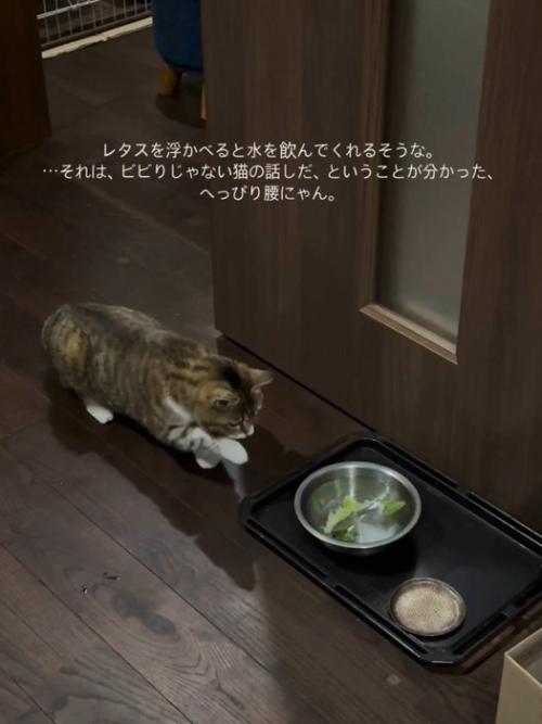 レタスが入った水飲みボウルに近づく猫