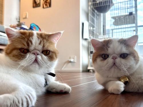 2匹の猫の顔