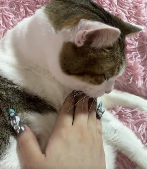 撫でられる猫