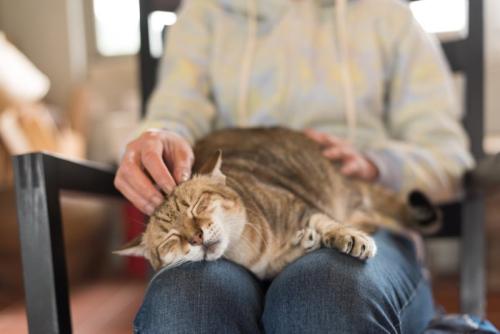 膝で眠る猫