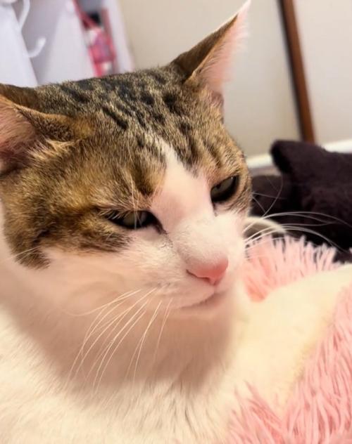 くつろぐ猫