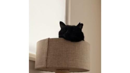 寝ている猫