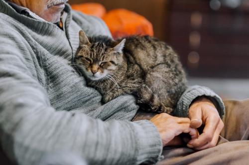 男性と猫