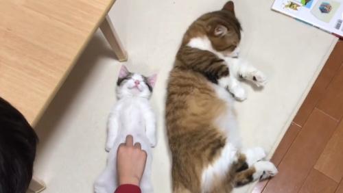 お腹タッチと毛づくろい