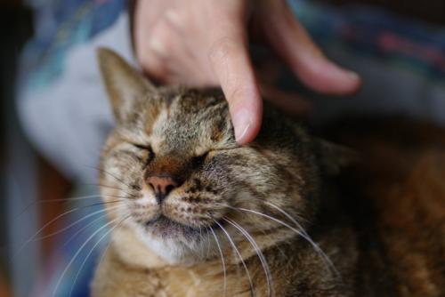 猫をなでる手